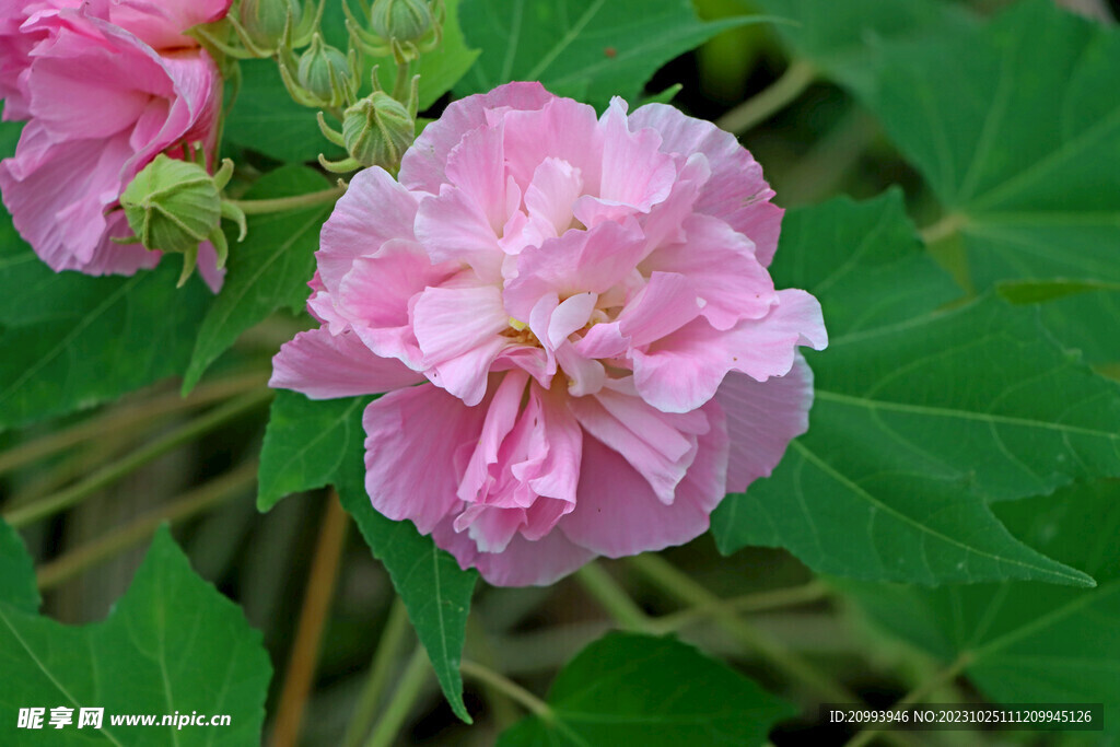 粉色木芙蓉花