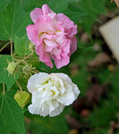 粉色木芙蓉花