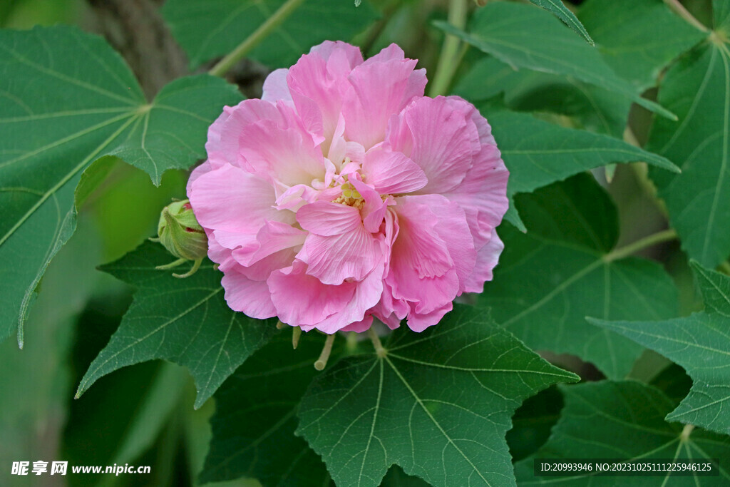 粉色木芙蓉花