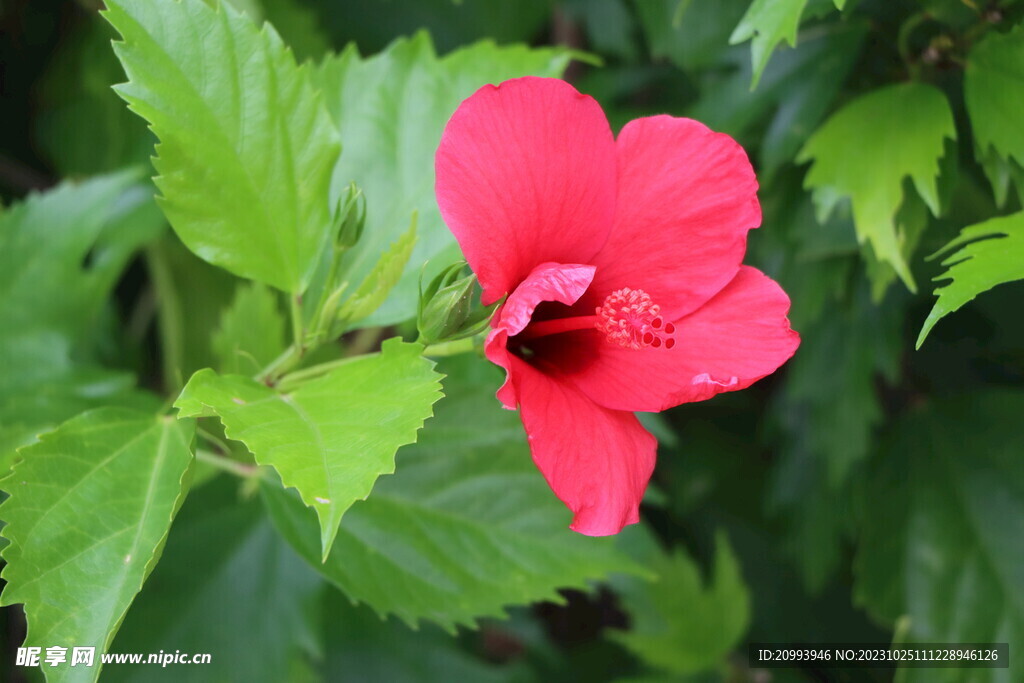 扶桑花