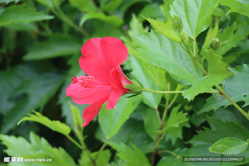 扶桑花
