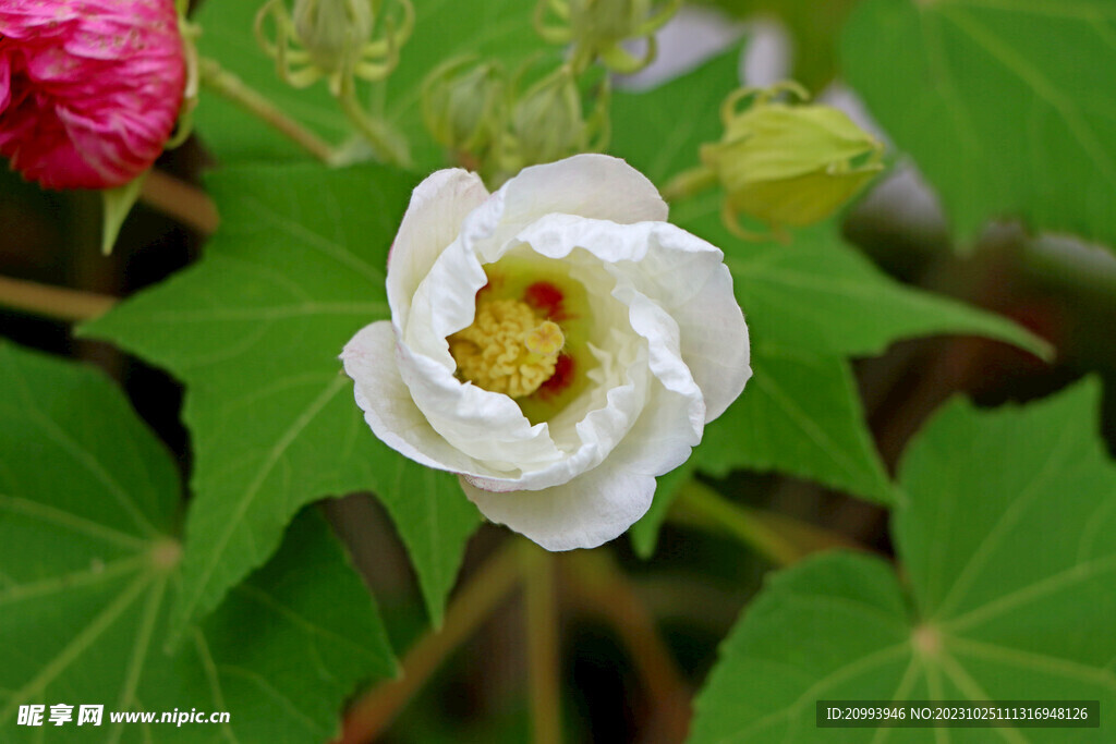 白色木芙蓉花