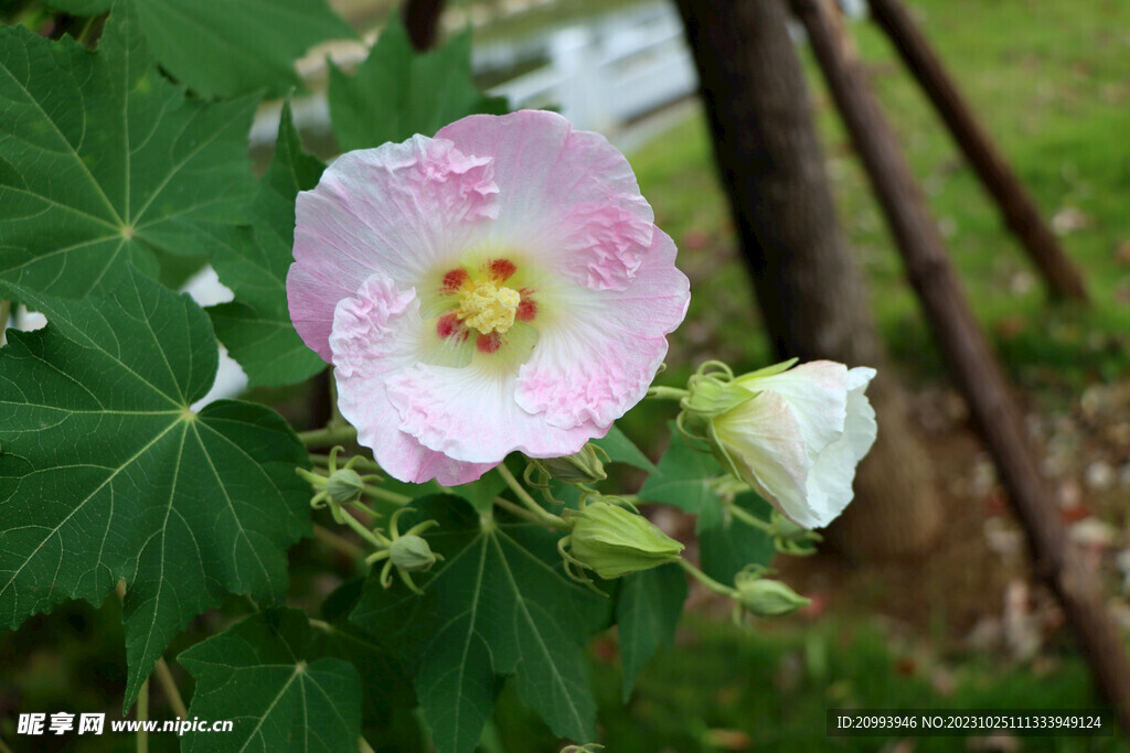 粉色木芙蓉花