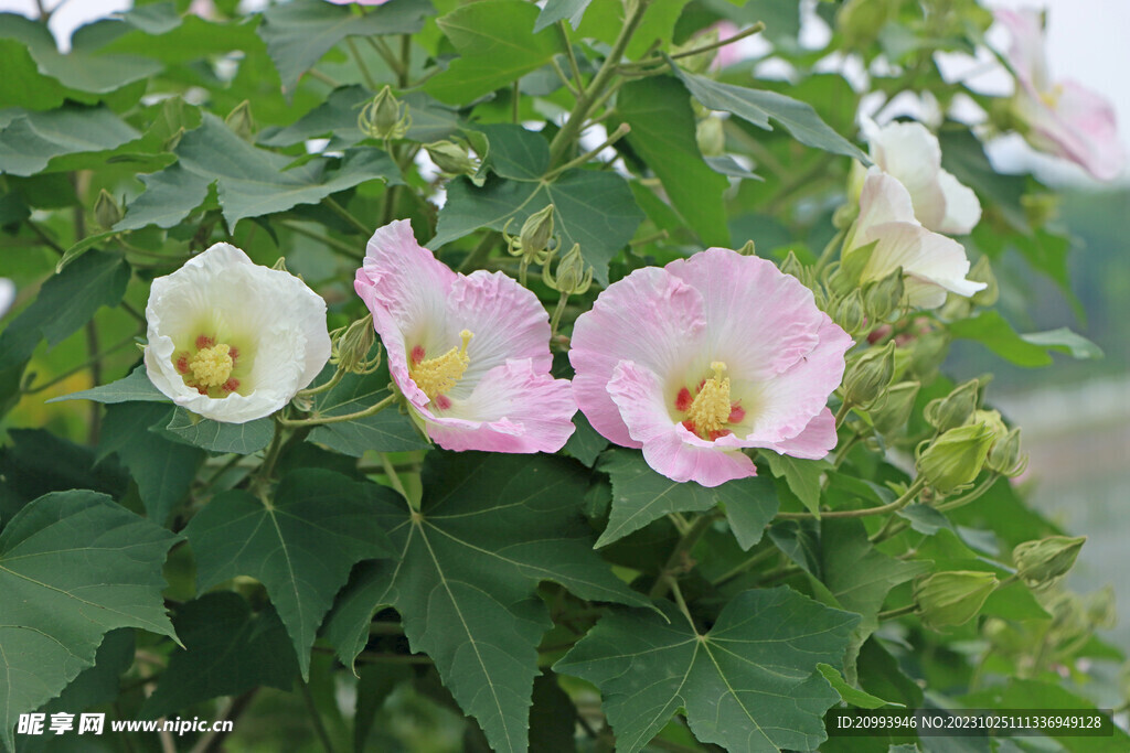 粉色木芙蓉花