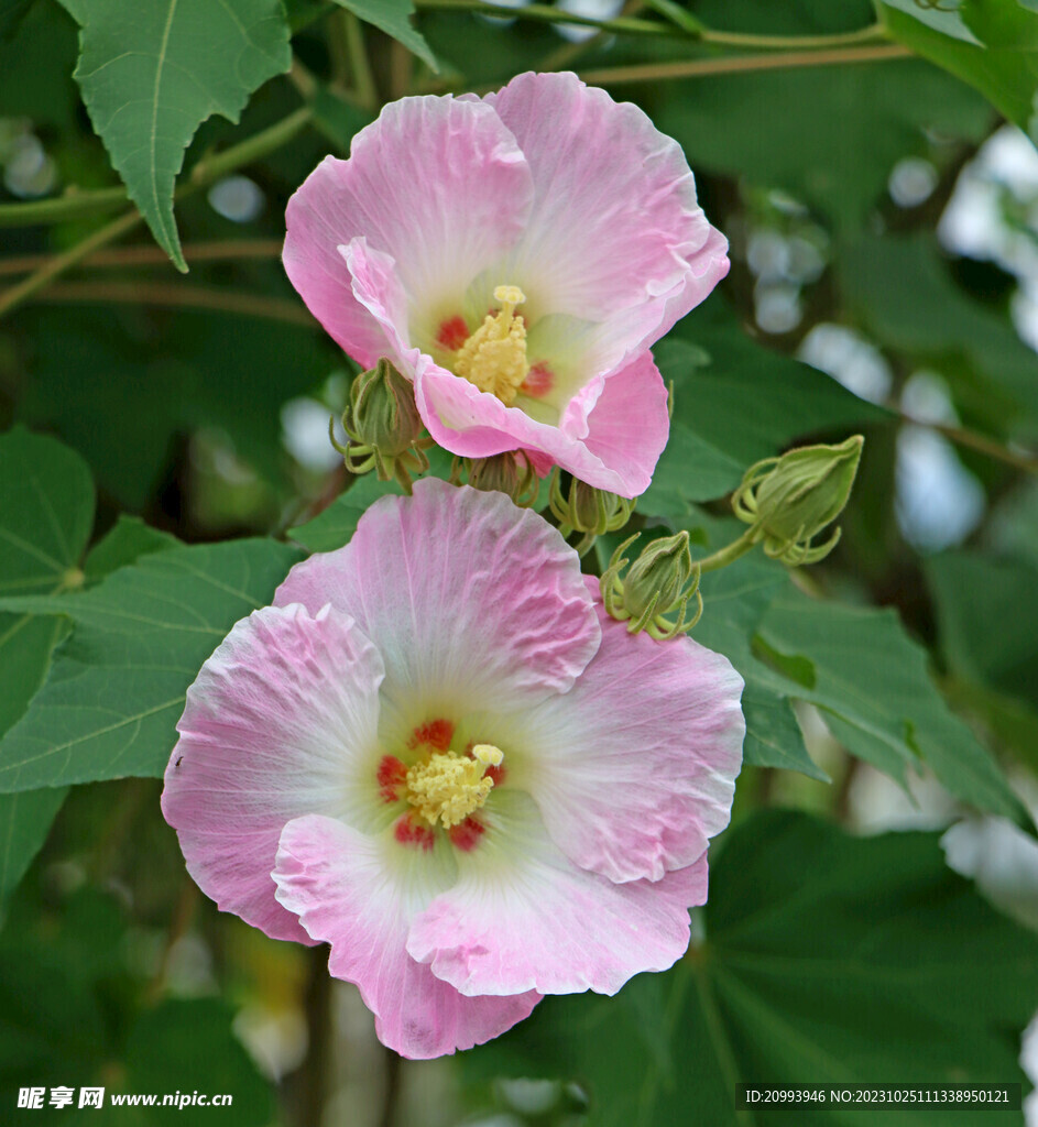 粉色木芙蓉花