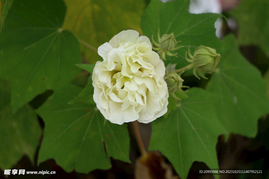 白色木芙蓉花