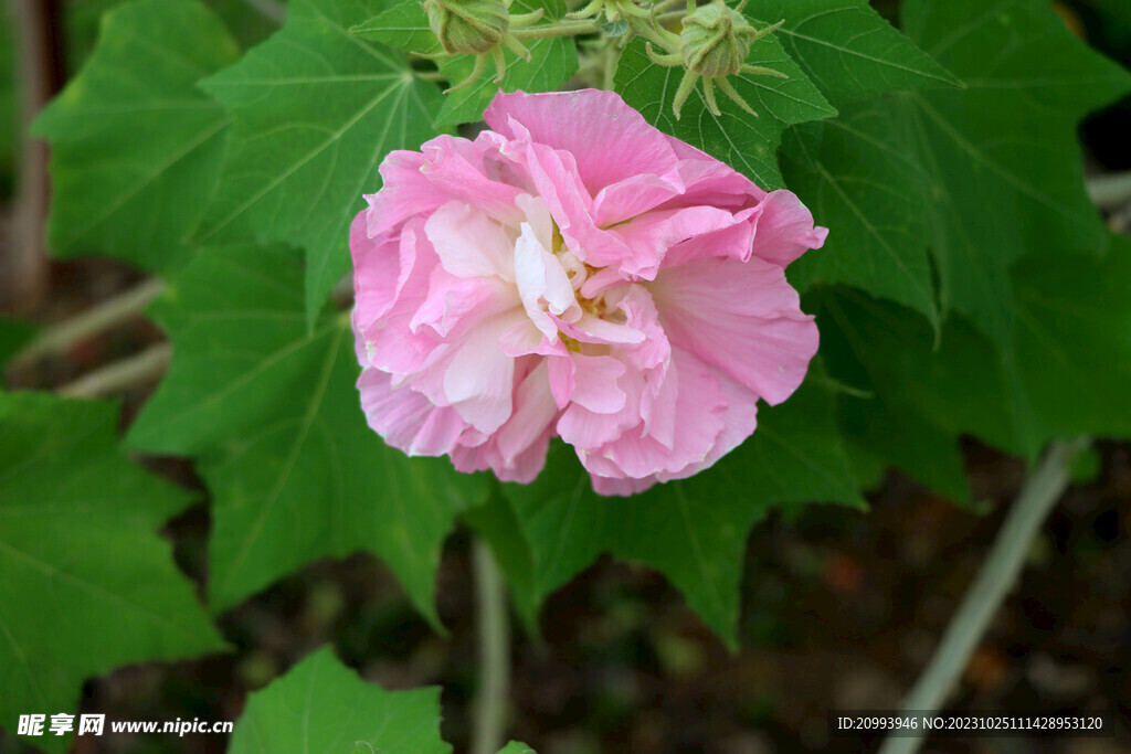 粉色木芙蓉花