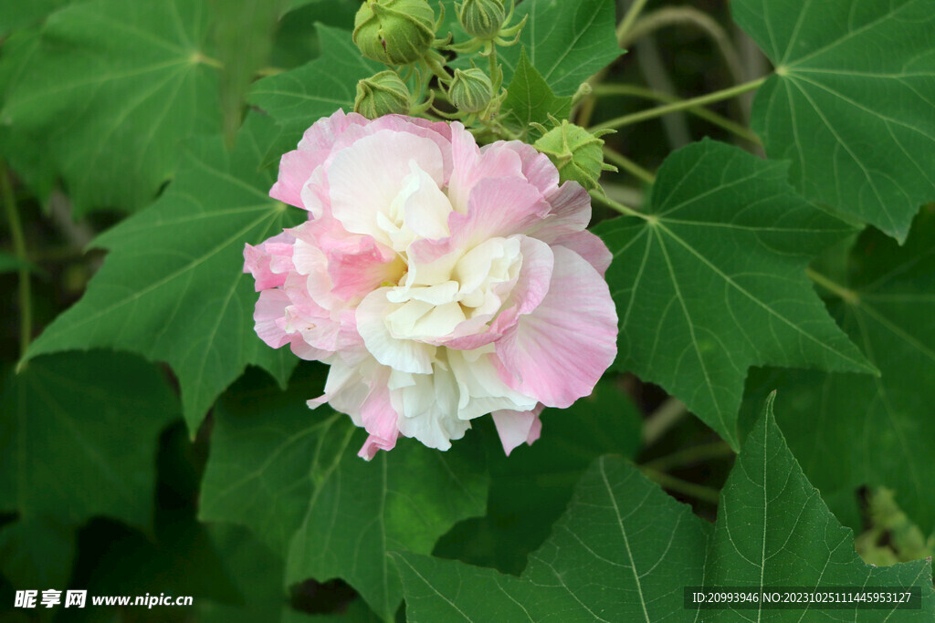 粉色木芙蓉花