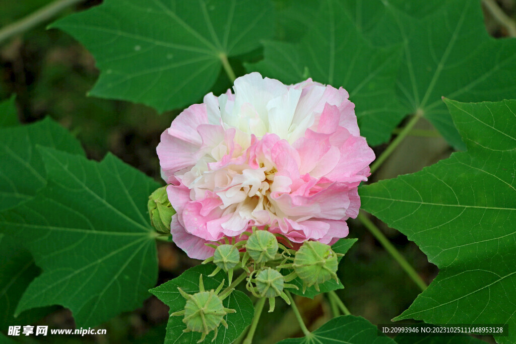 粉色木芙蓉花