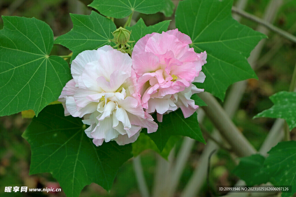 木芙蓉