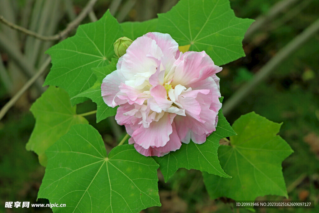 木芙蓉