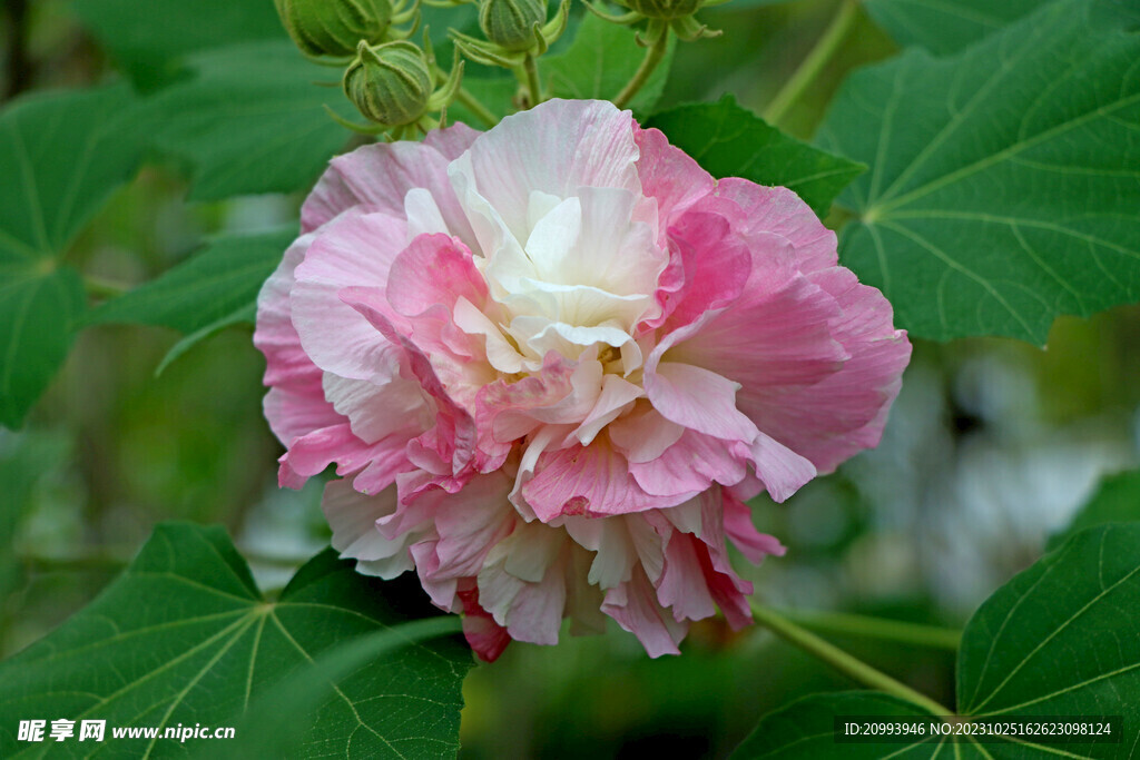 木芙蓉