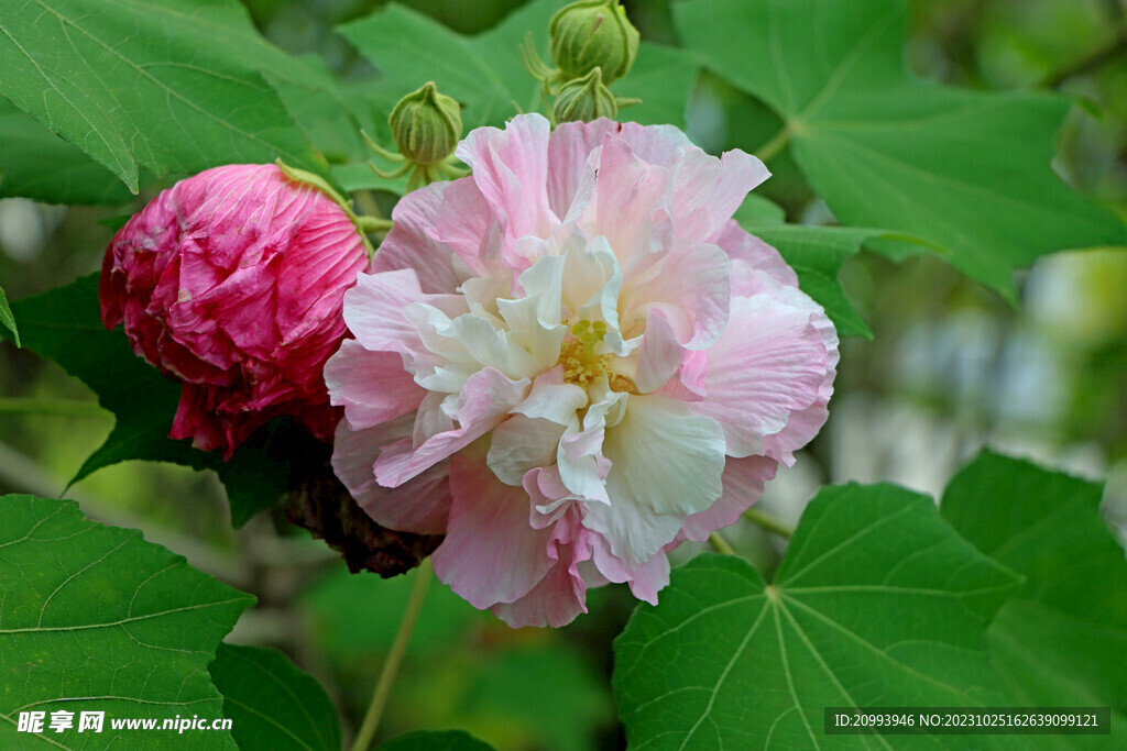 木芙蓉