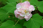 木芙蓉