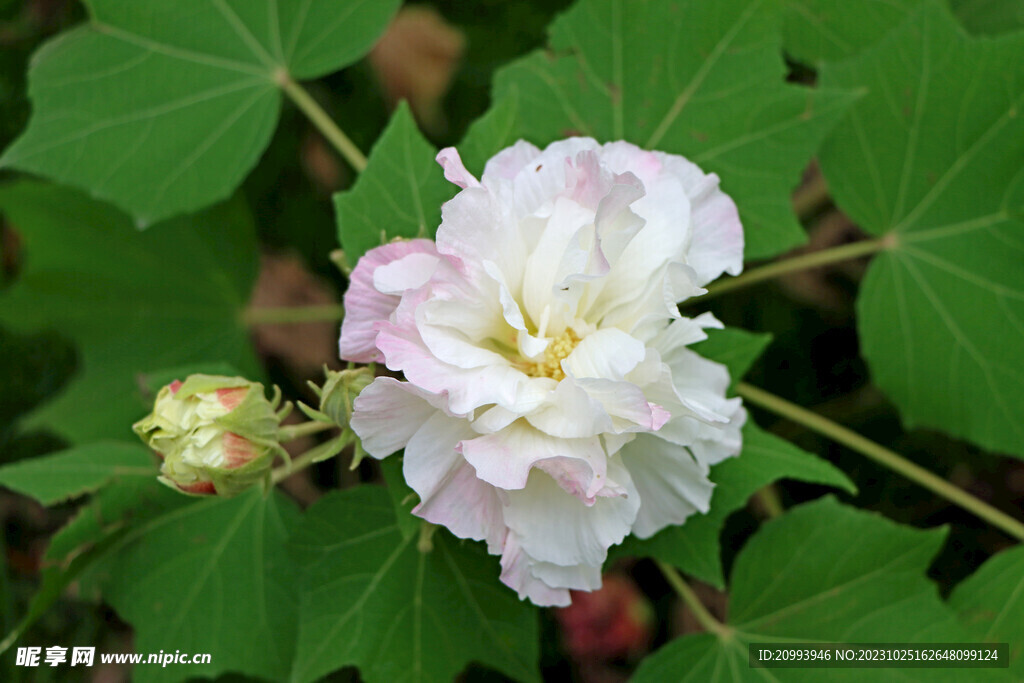 木芙蓉