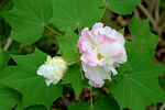 木芙蓉