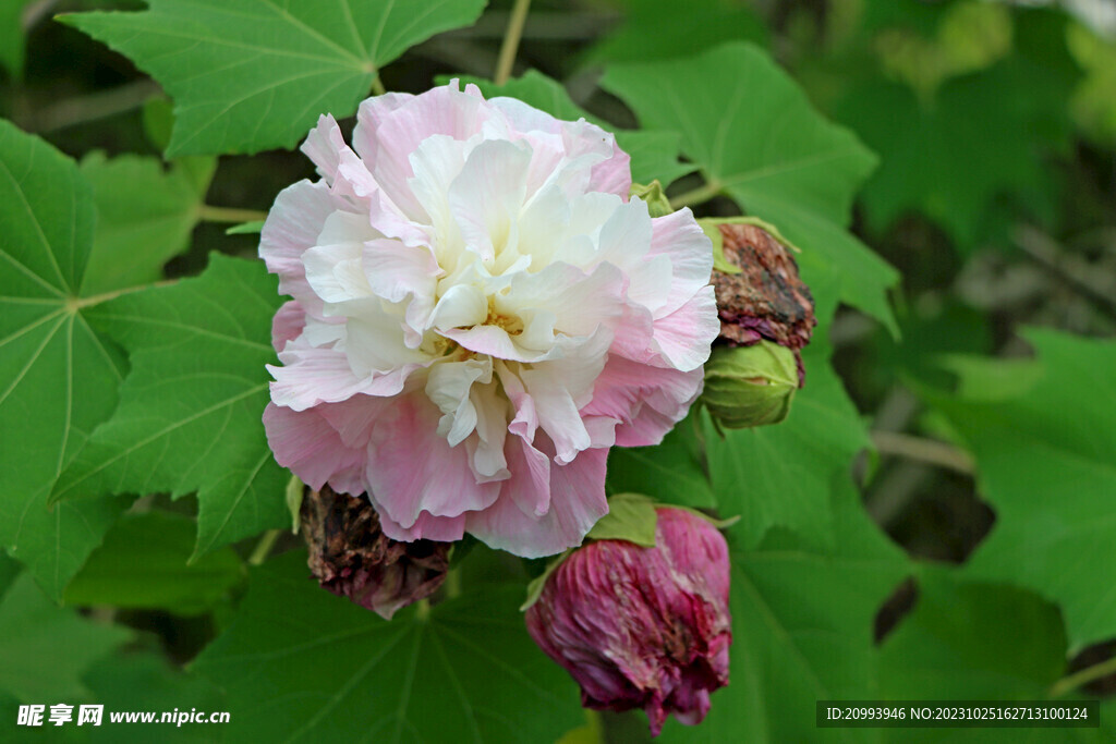 木芙蓉