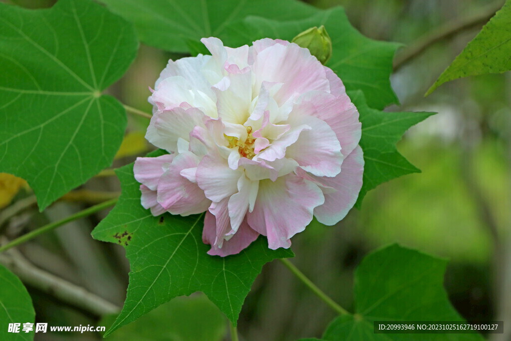 木芙蓉