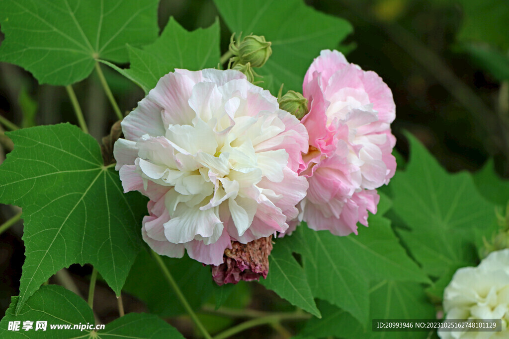 木芙蓉