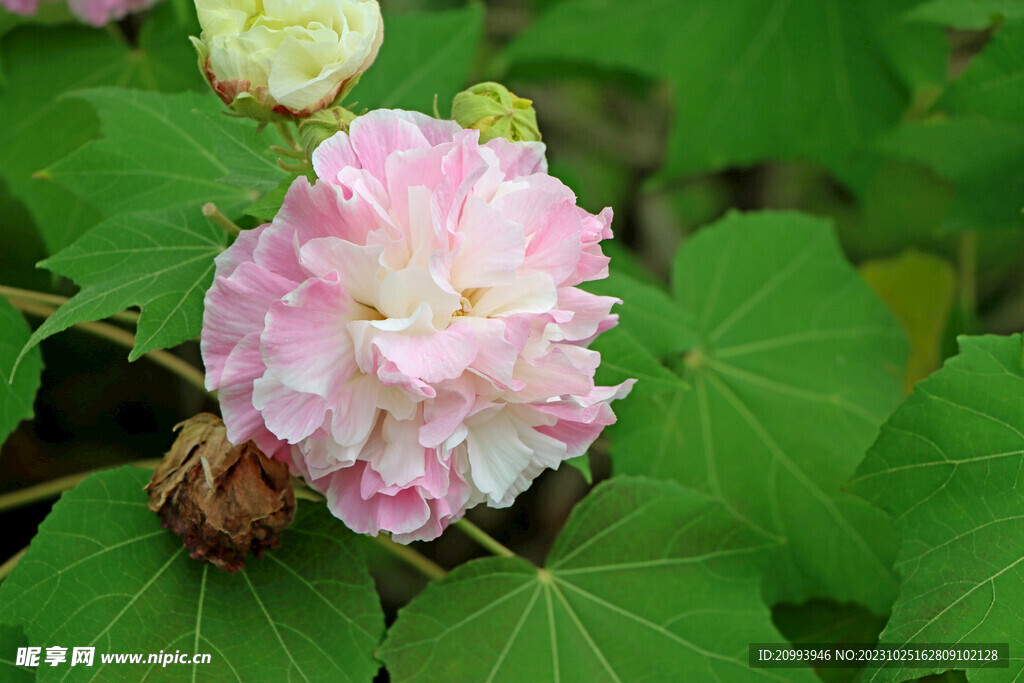 木芙蓉