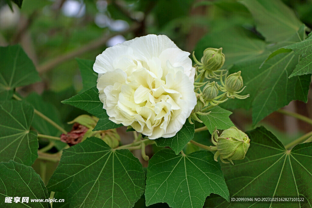 木芙蓉