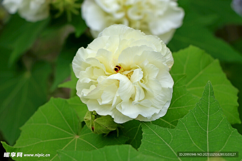 木芙蓉