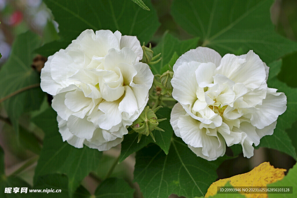 木芙蓉