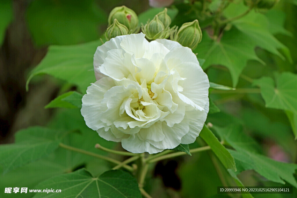 木芙蓉