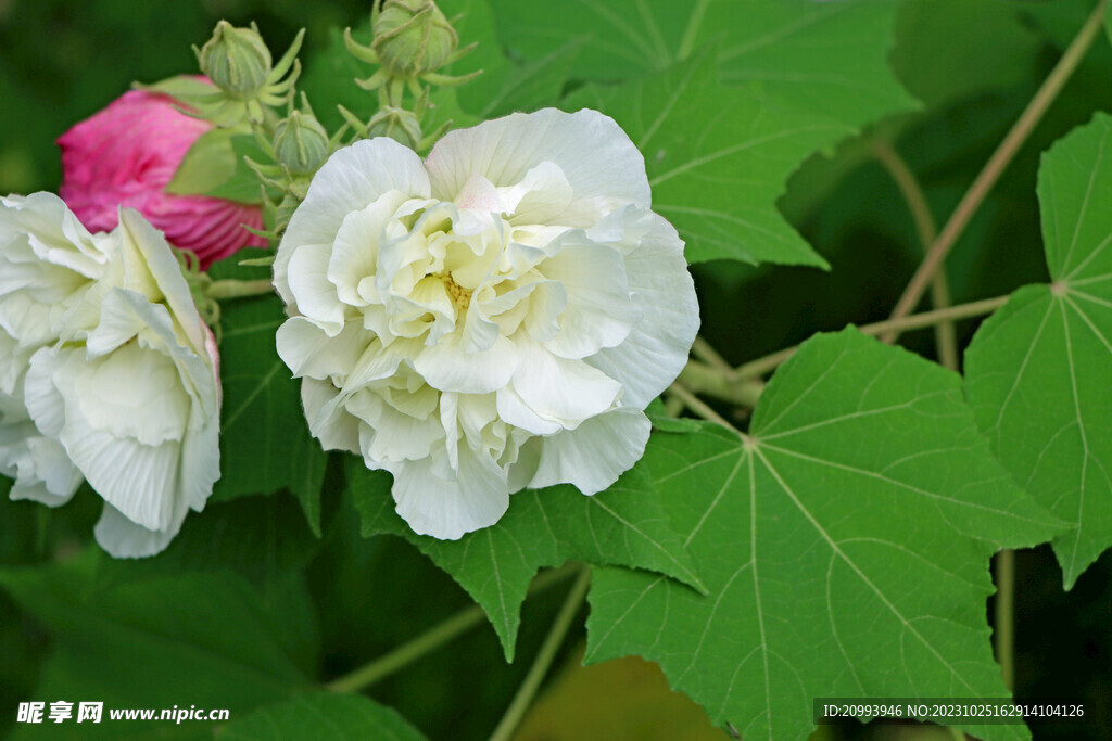 木芙蓉