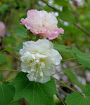 木芙蓉