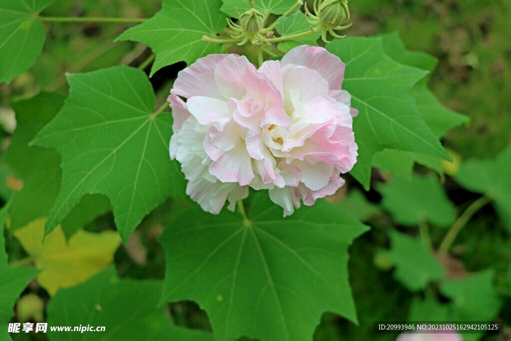 木芙蓉