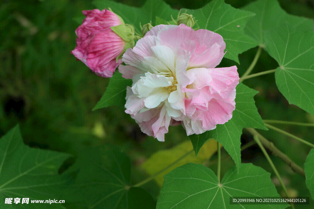 木芙蓉