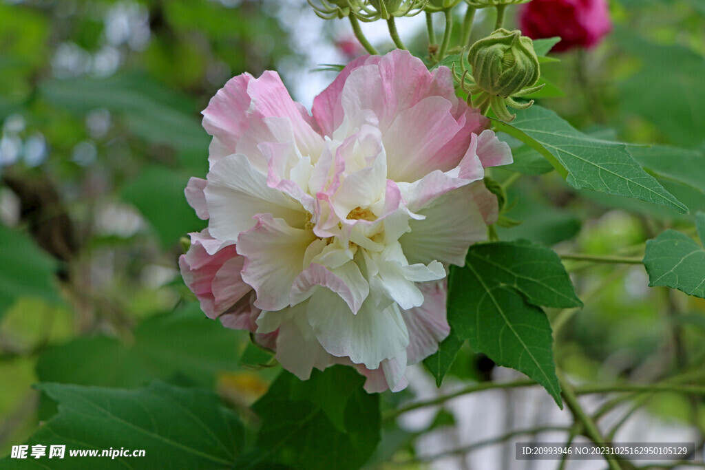 木芙蓉