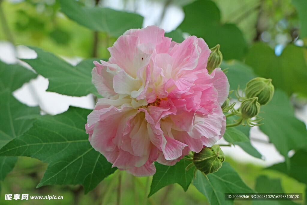 木芙蓉