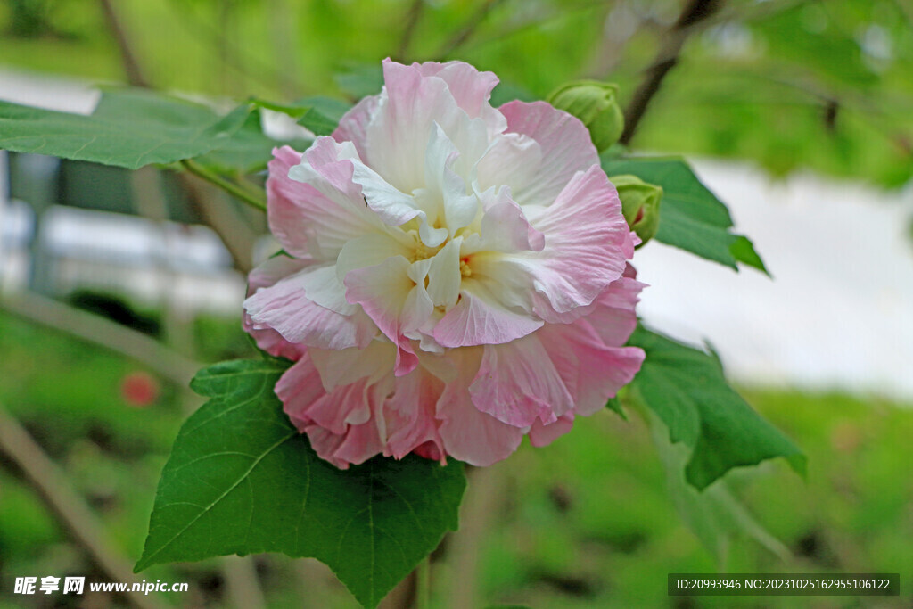 木芙蓉