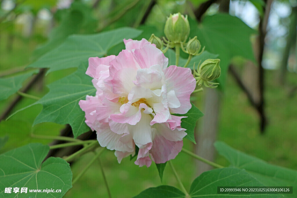 木芙蓉