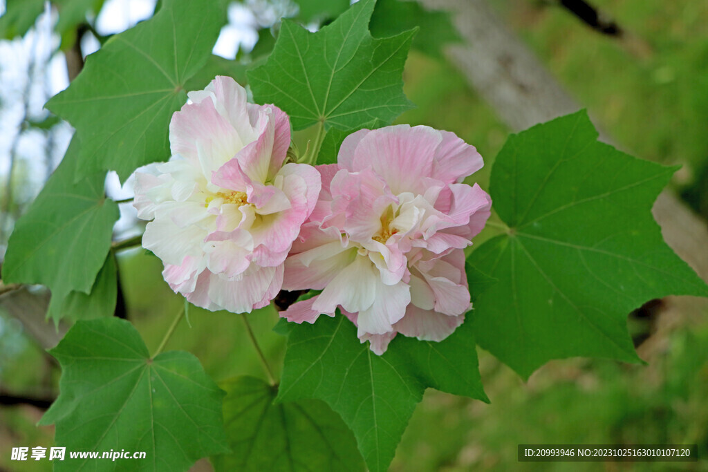 木芙蓉