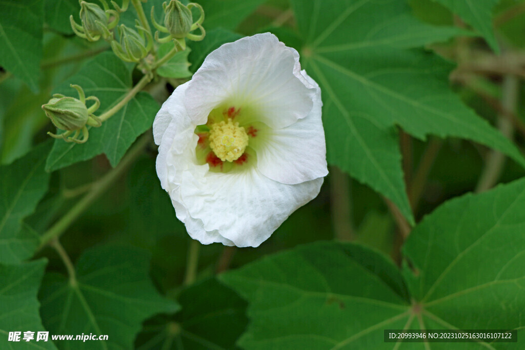 木芙蓉