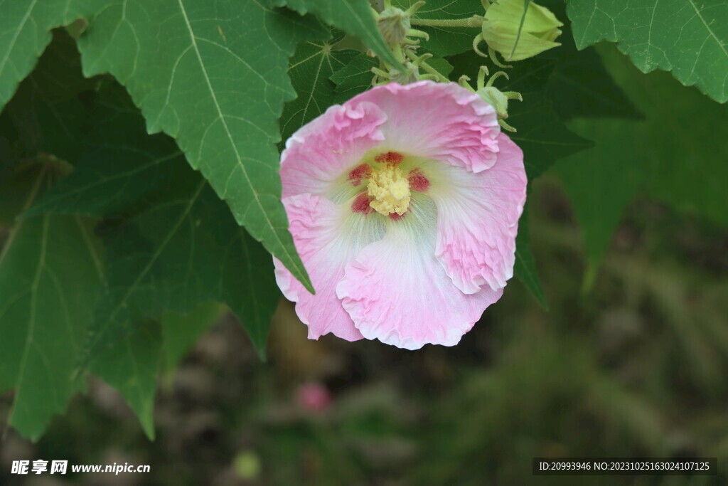 木芙蓉