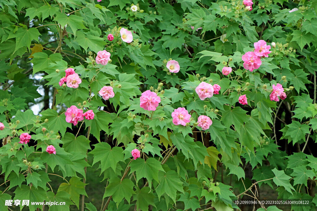 木芙蓉