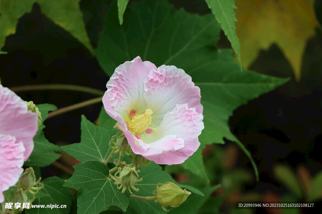 木芙蓉