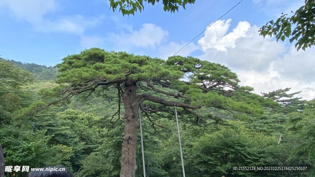 黄山松树
