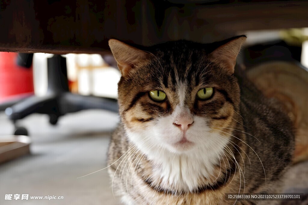 猫