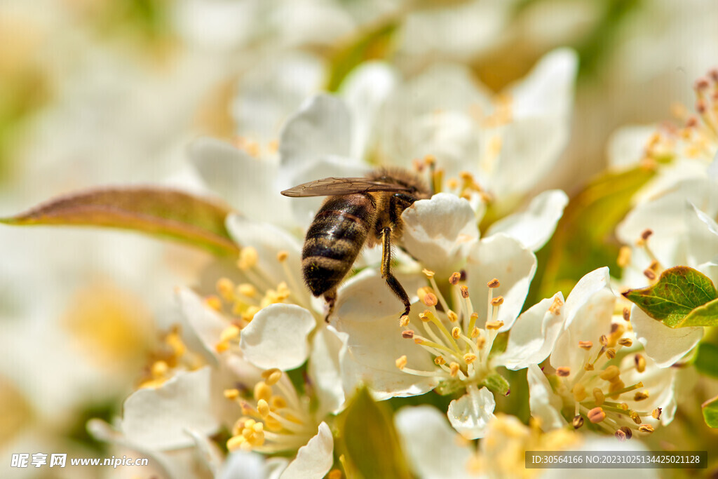 蜜蜂