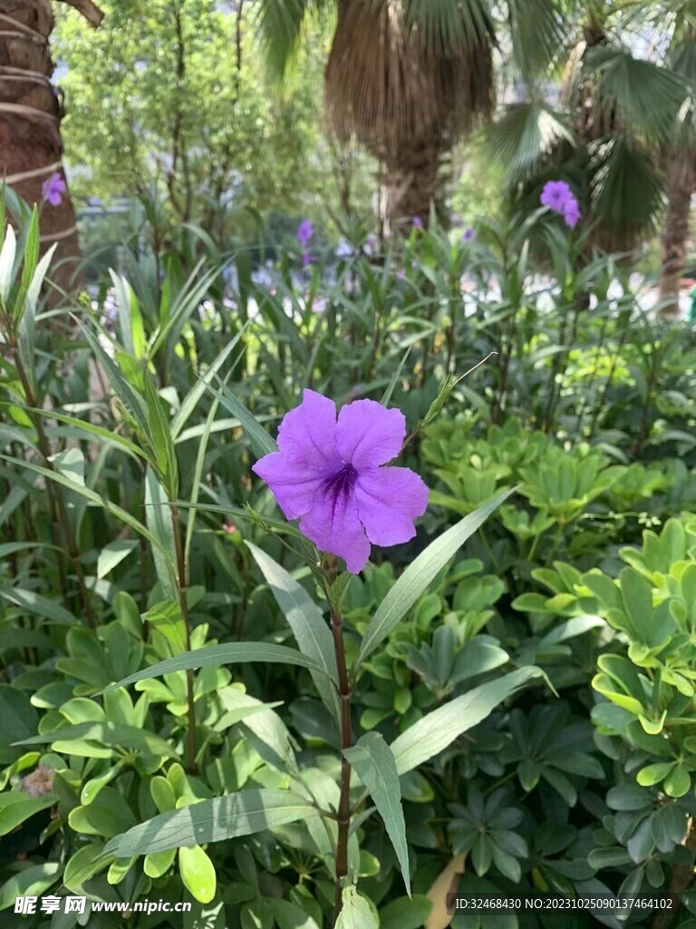 公园的一角的花