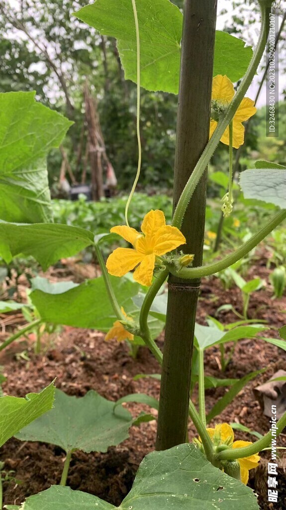 黄瓜花