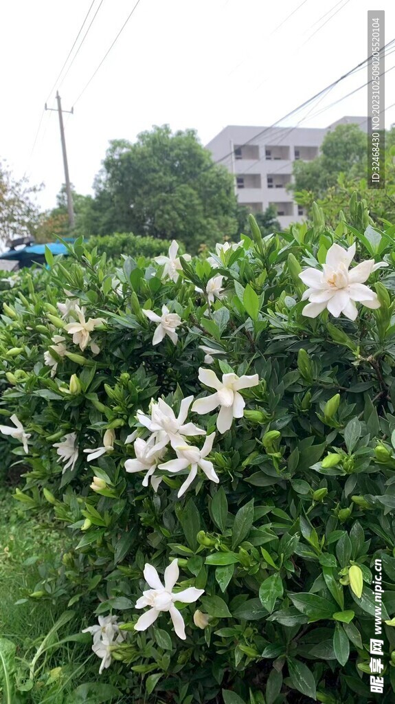 美丽的小白花