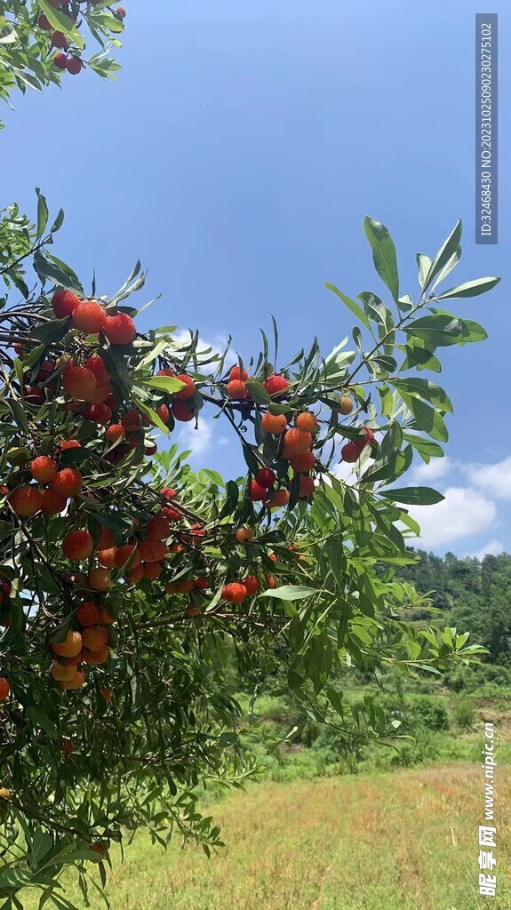 一树杨梅