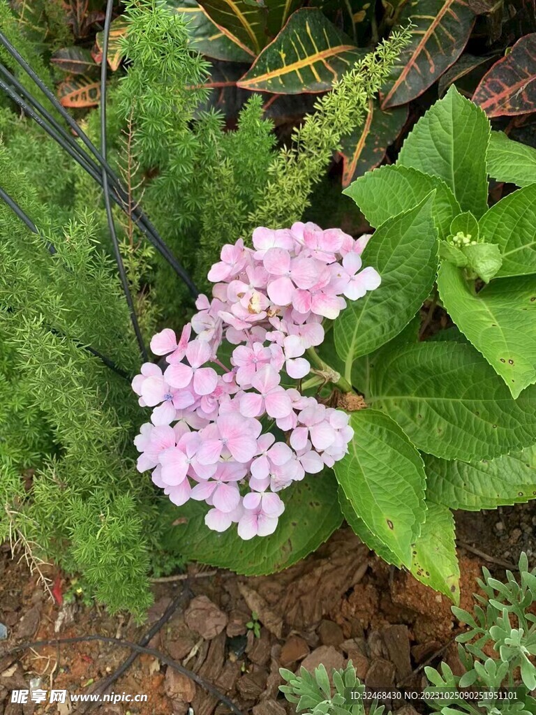 小紫色的花