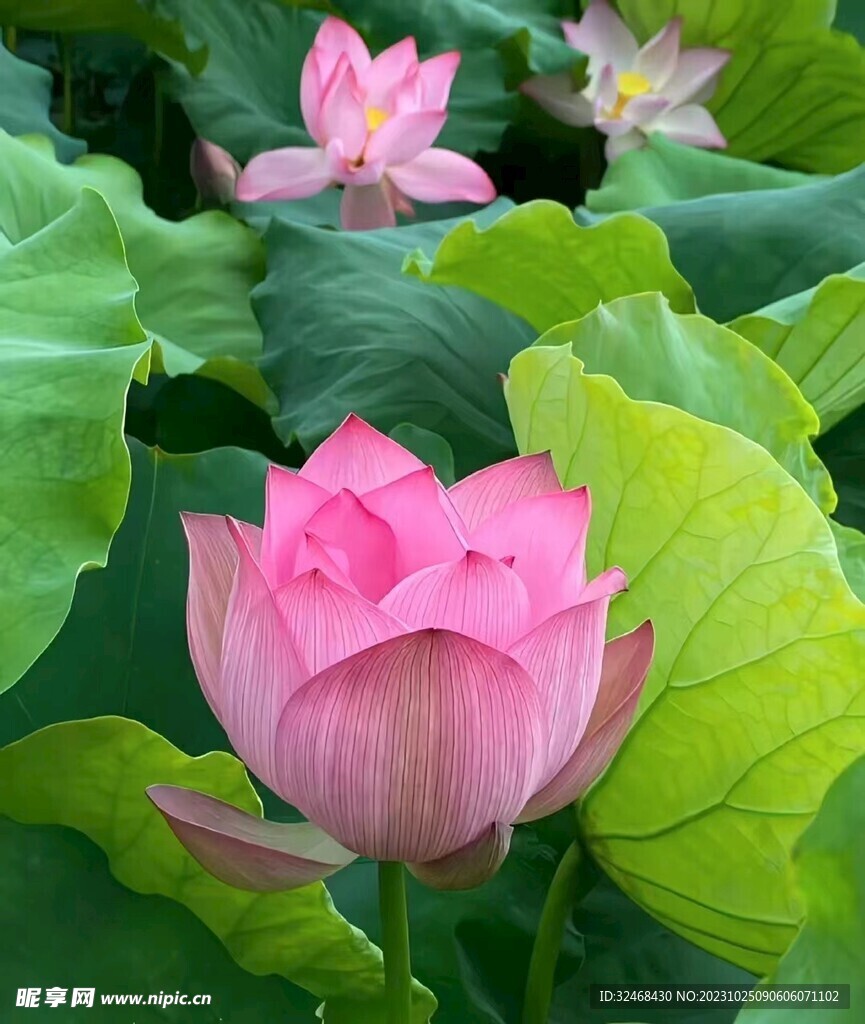 荷花